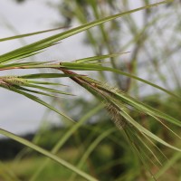 Themeda tremula (Nees ex Steud.) Hack.